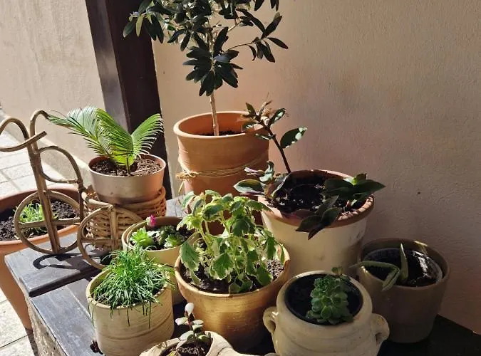 Maison d'hôtes Ribica Rab Town